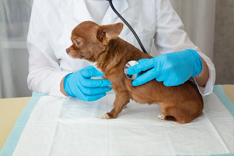 brown chihuahua being examined by a vet