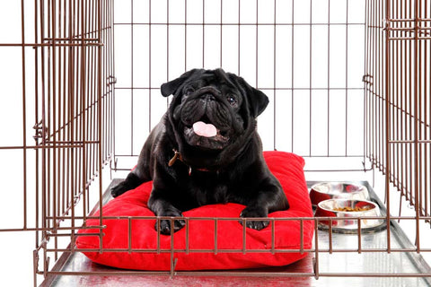 black pug sits in crate