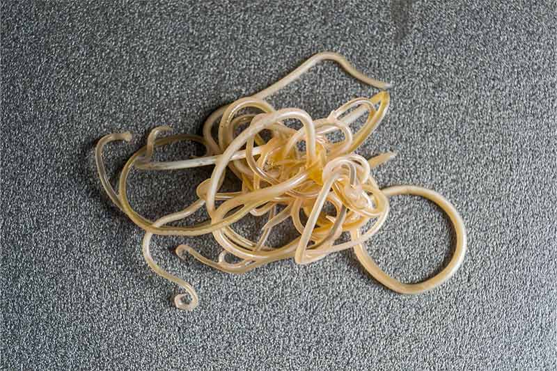close up image of roundworms from a dog