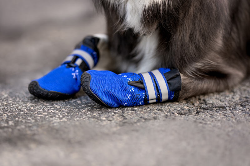 close up of blue dog paw protector booties