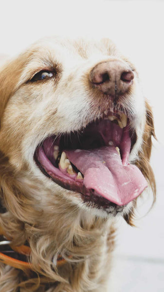 up close of dog's head mouth wide open to see tongue