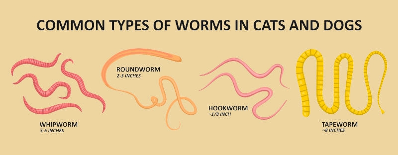 common types of worms in cats and dogs
