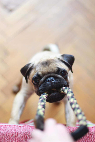 small pug playing with chew toy
