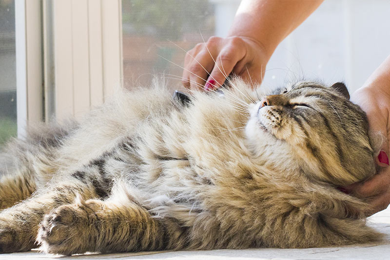 cat being brushed in a designated shedding area