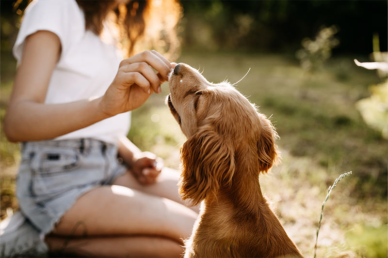 puppy being fed a treat