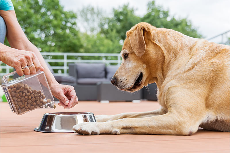 dog being fed outside on wooden deck