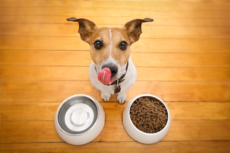 dog licking his nose next to food and water bowl