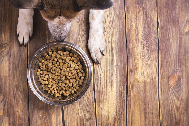 top down shot of a dog looking at their food bowl