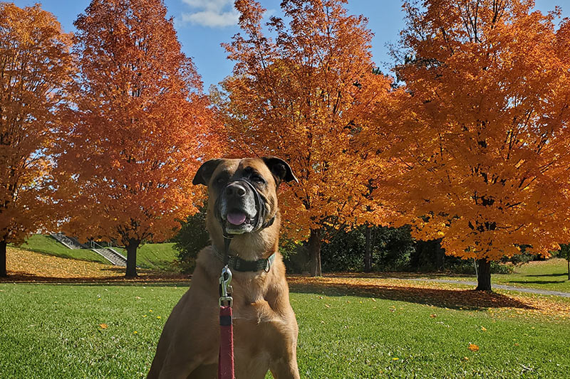 large brown dog sitting in grassy park with orange trees