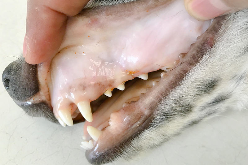 dog with dry gums