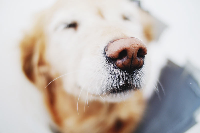 golden retriever with a dry nose