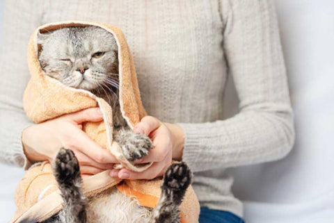 cat wrapped in towel