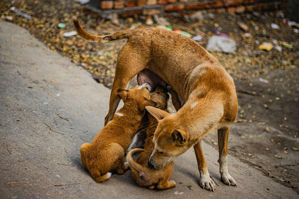 dog mom stands while two puppies drink milk from under her belly