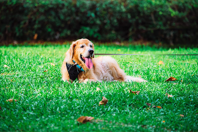 elder golden retriever laying in grass on a leash