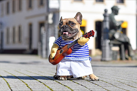 french bulldog in costume