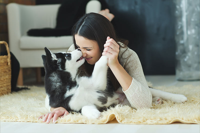 girl playing with husky puppy