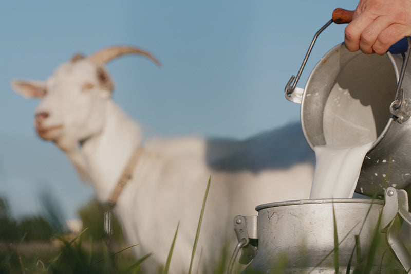 farmer pouring goats milk into a metal bucket