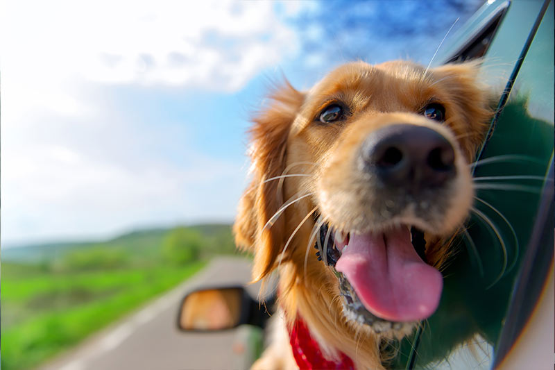 golden retriever riding in car