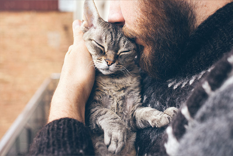 grey cat being snuggled by male owner