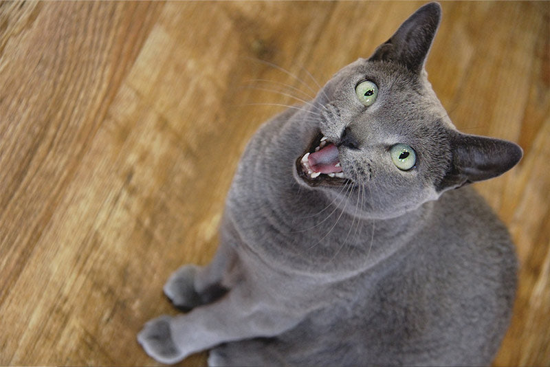 grey cat meowing
