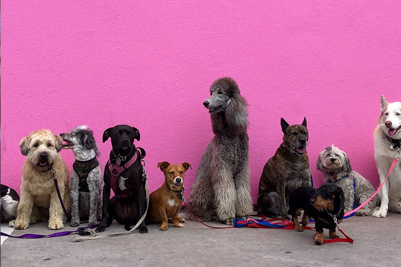 group of dogs sitting in front of a pink wall