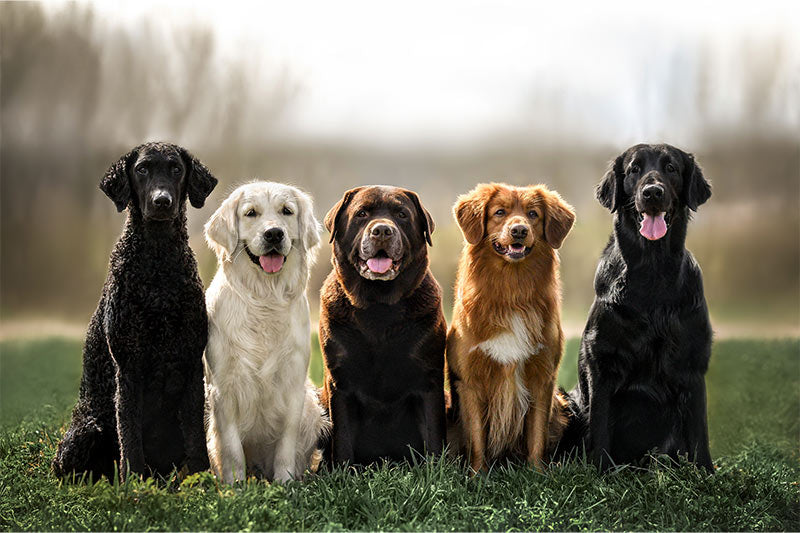 group of various dog breeds sitting together