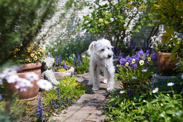 small dog wanders around sniffing a garden of flowers