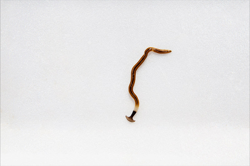 photo of a hookworm
