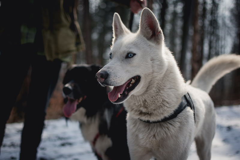 two dogs hiking with their owner in a snowy forest
