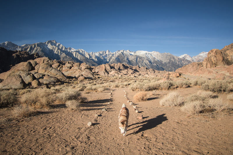husky hiking in the desert
