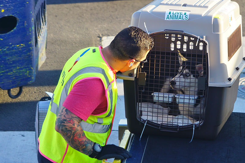 husky in crate being loaded onto airplane