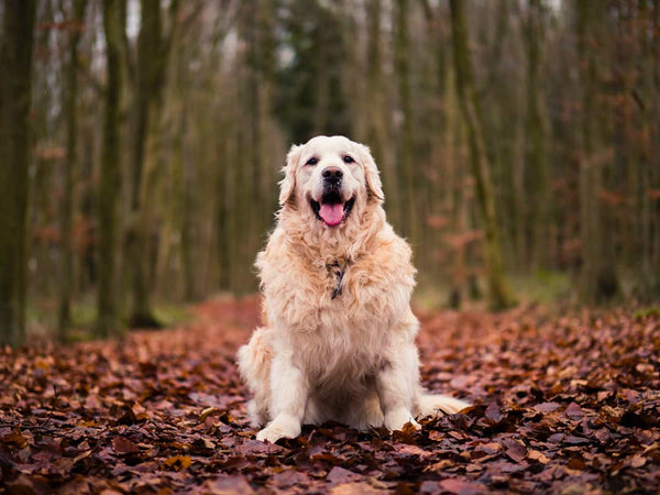 fluffy haired dog sits on a trail of leaves