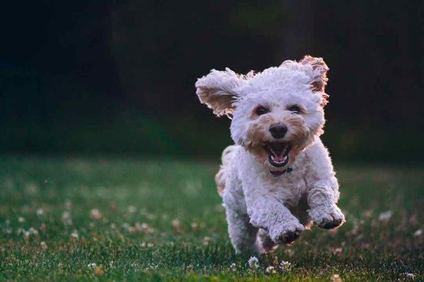small white dog runs in a field of grass