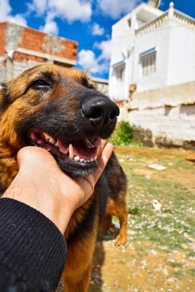 human hand holding up dog's open mouth