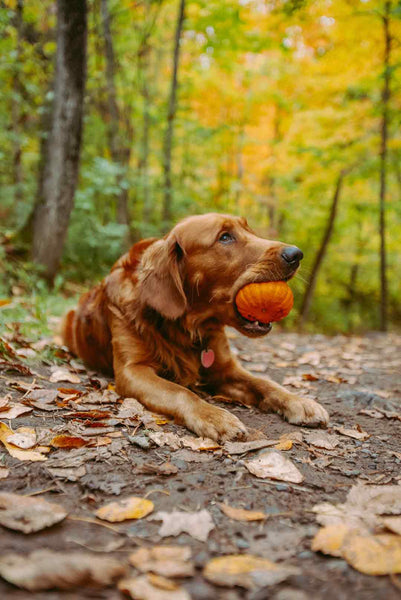 golden retriever sits in fall leaves with mini pumpkin in its mouth