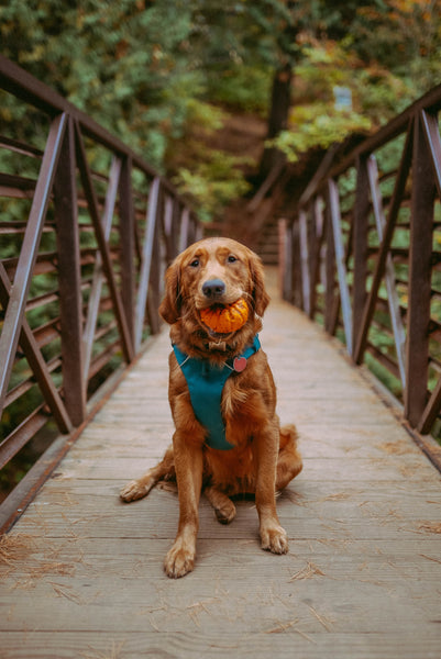 dog sits on a bridge with a pumpkin in its mouth