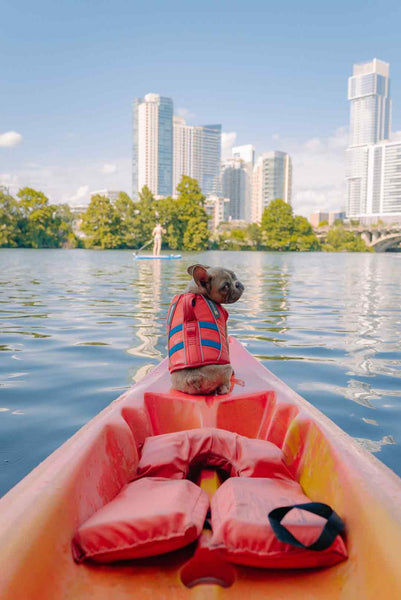 got sits in front of a kayak with a view of the city