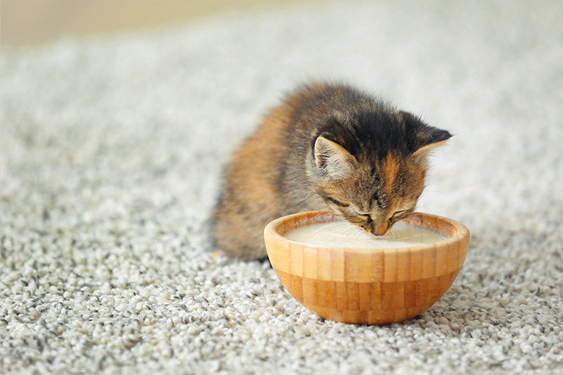 kitten drinking milk from a bowl