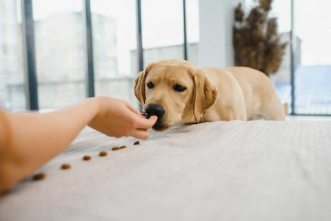 giving puppy a treat