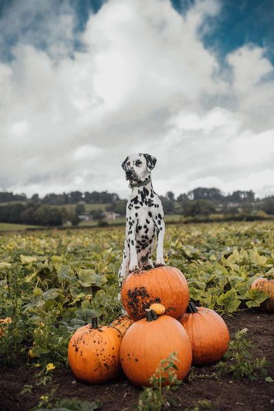 Dalmatian dog sits on top of three pumpkins