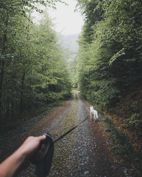 human hand holds leash as dog leads the way on dirt trail