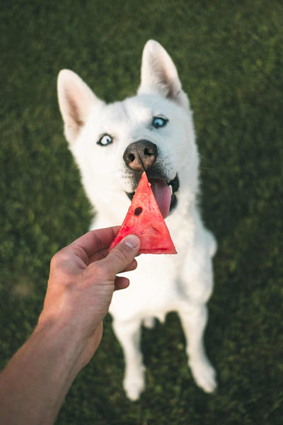 dog sits and is fed a slice of watermelon