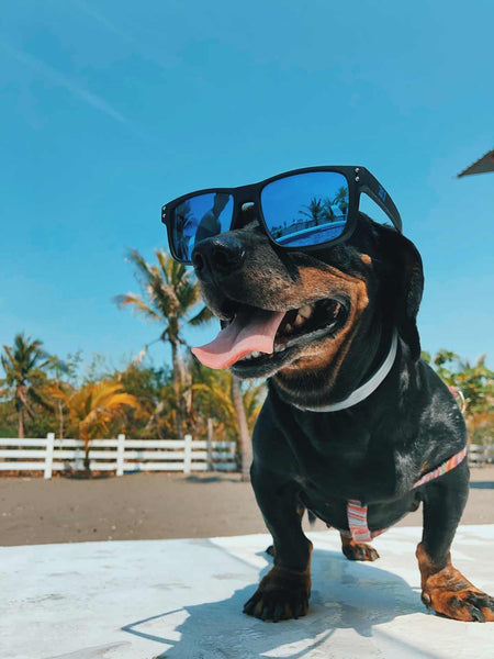 small dog standing outside wearing big sunglasses