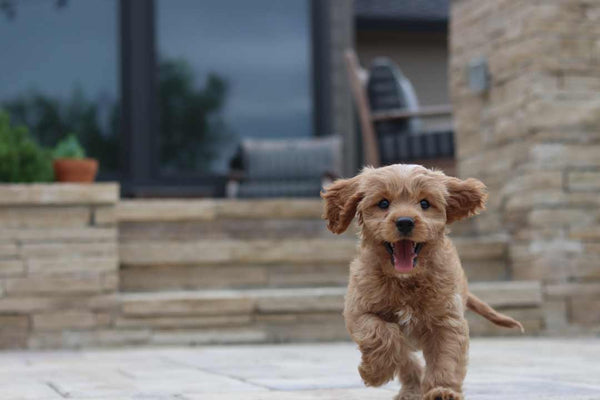 small happy puppy running away from a house