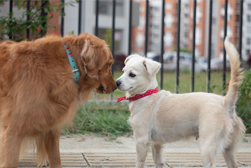 older dog meets puppy
