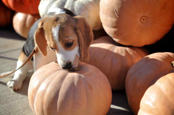 beagle puppy sniffs pumpkins