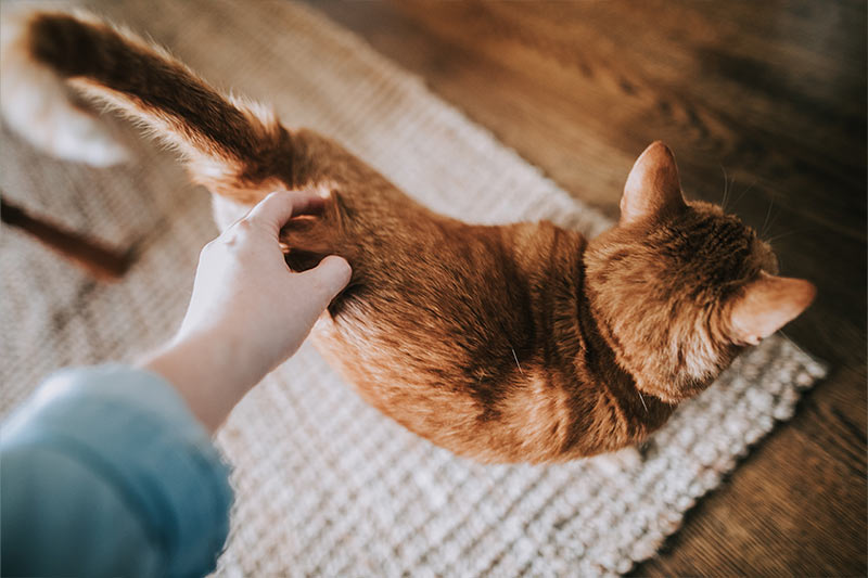 orange tabby cat being scratched by owner