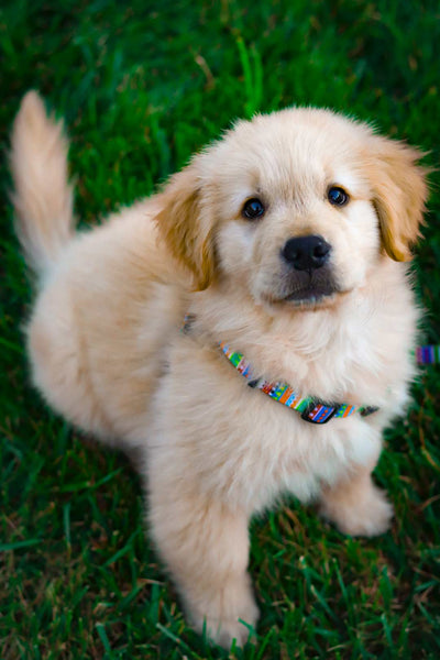 golden retriever puppy sits and looks up