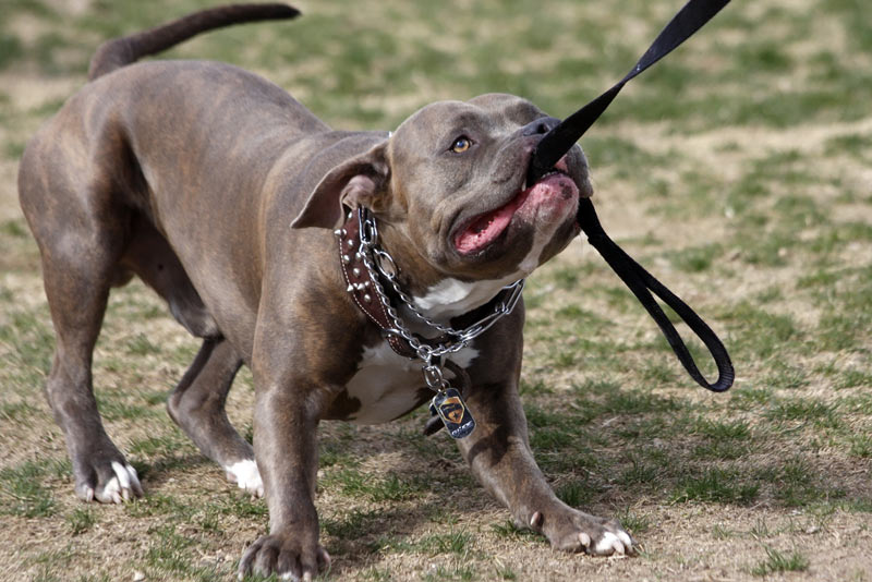 pitbull tugging on leash