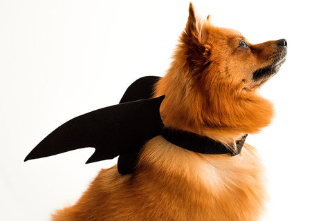 Pomeranian wearing black bat wings